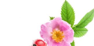 Beneficios de la Rosa de Mosqueta - Rosa de Mosqueta