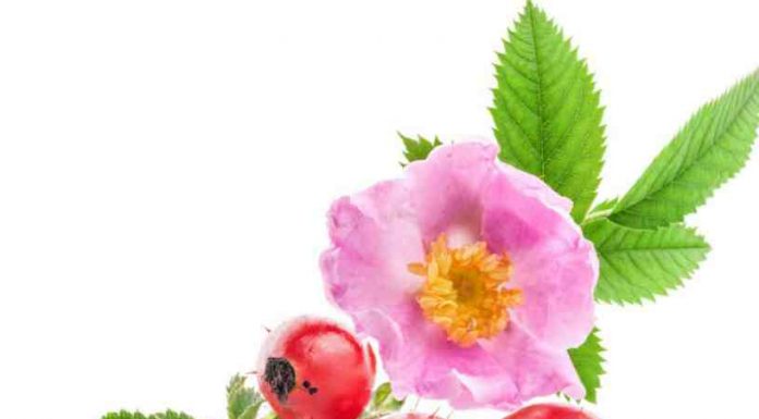 Beneficios de la Rosa de Mosqueta - Rosa de Mosqueta