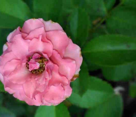 Aceite de Rosas de Mosqueta - Aceite de Rosa de Mosqueta para qué sirve