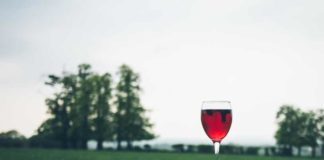 Degustar el Vino - ¿Cómo Tenemos que Degustar y Apreciar el Vino?