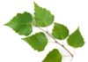 Beneficios de las hojas de Abedul para el aparato respiratorio