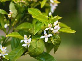 Beneficios Sorprendentes de la Flor de Azahar