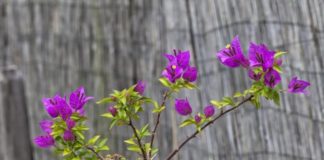 Beneficios para la Salud de las Flores de la Buganvilla