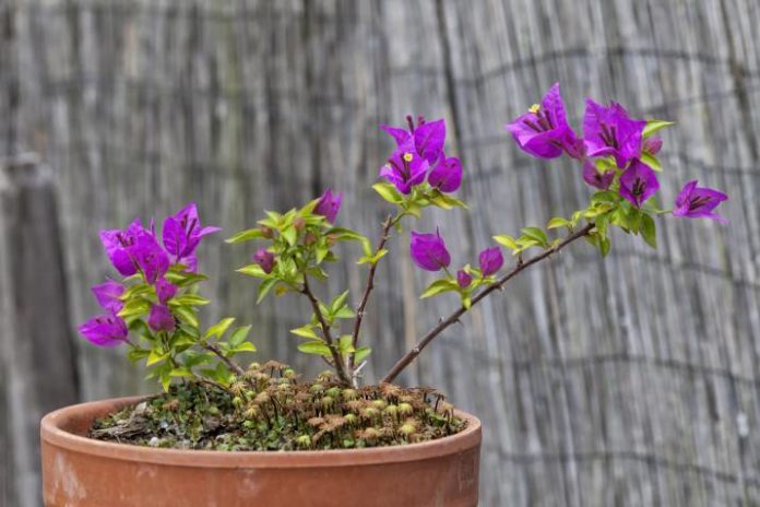Beneficios para la Salud de las Flores de la Buganvilla