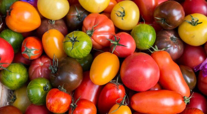 Propiedades y Beneficios del Tomate